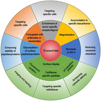 Exosome-Based Cancer Therapy: Implication for Targeting Cancer Stem Cells